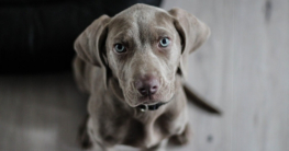 brauner hund