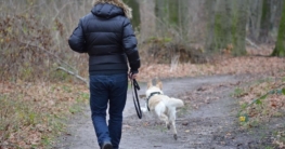 hund spazieren