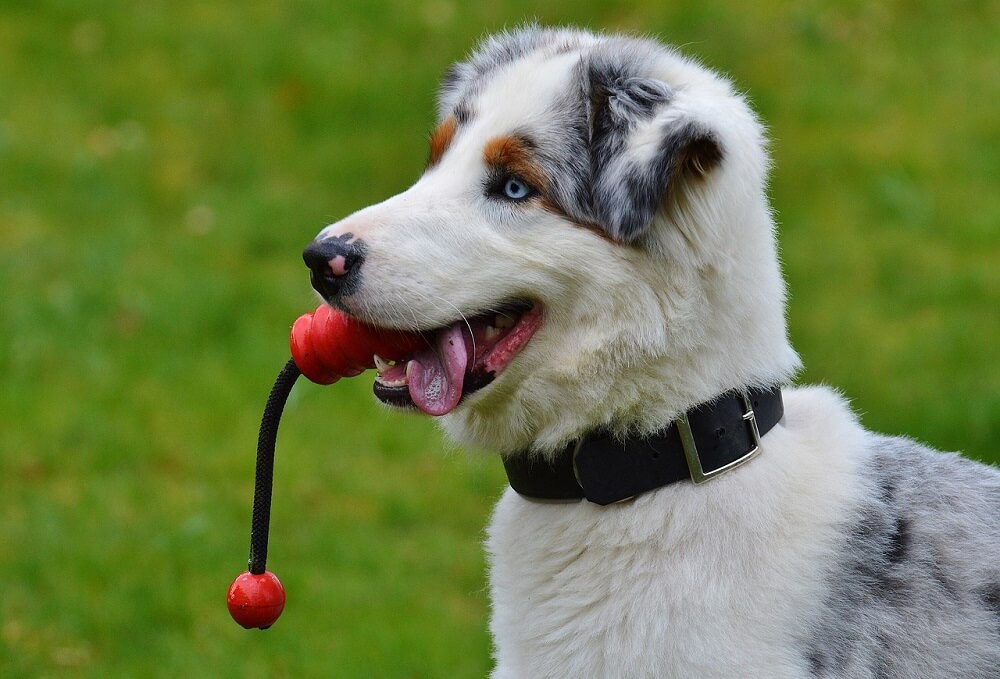 spielzeug hund clickertraining