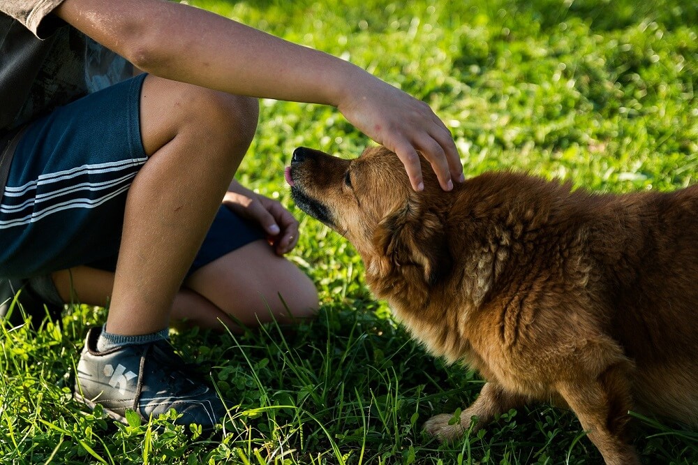 hund wird gestreichelt