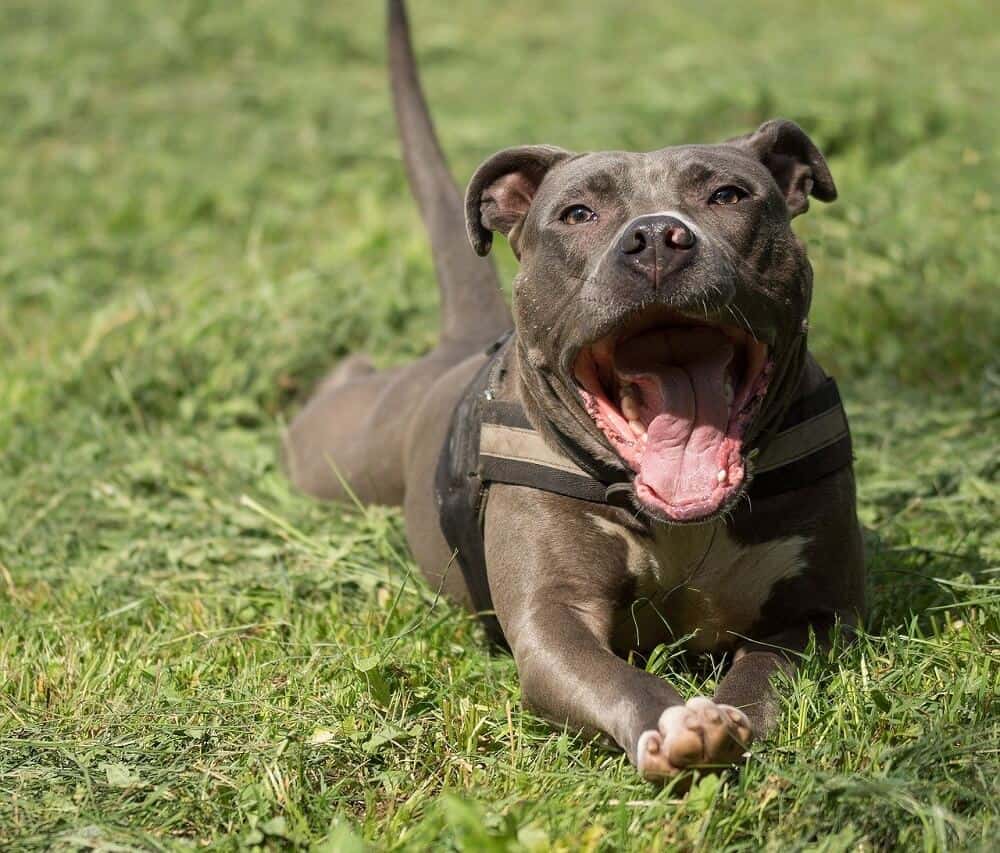 american staffordshire terrier Hundeschule für Kampfhunde