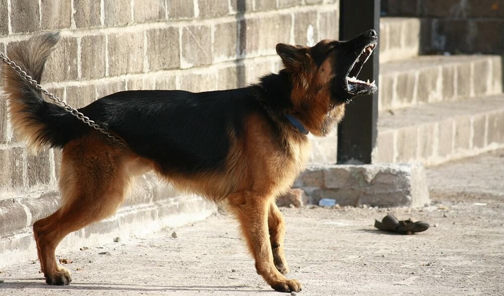 Hunde bellen abgewöhnen 4 deutscher Schäferhund bellen abgewöhnen