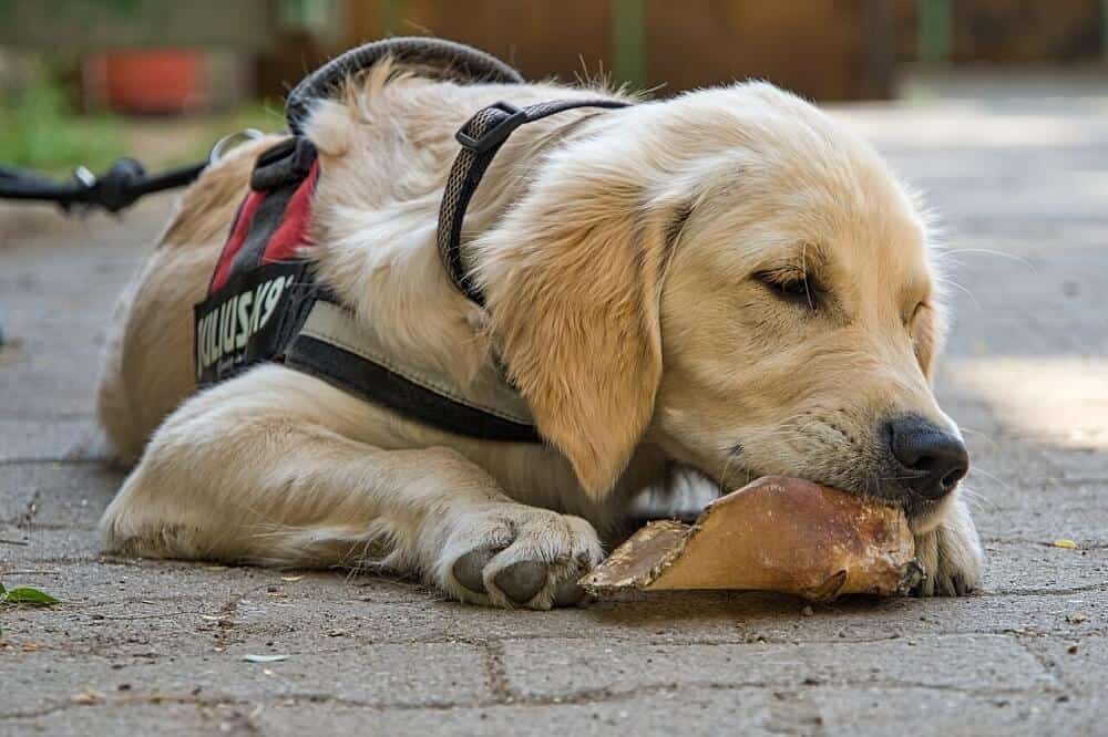 Hunde aus dem Tierheim