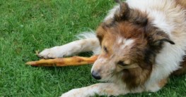 hund fressen hund vegetarisch ernähren