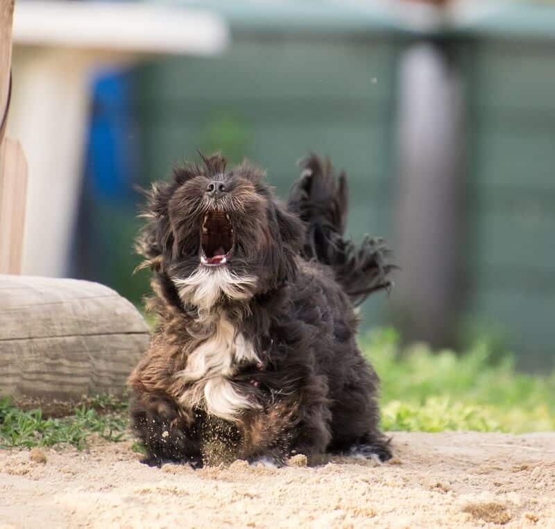 Hunde jaulen 4 Hunde jaulen abgwöhnen
