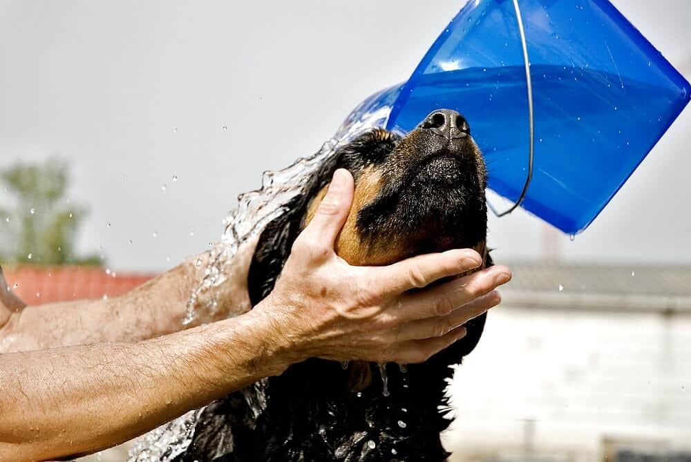 Hund waschen - Tipps zur Hundereinigung 5 Hund Rottweiler sauber machen