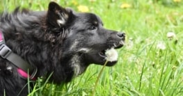 hund vegan ernähren
