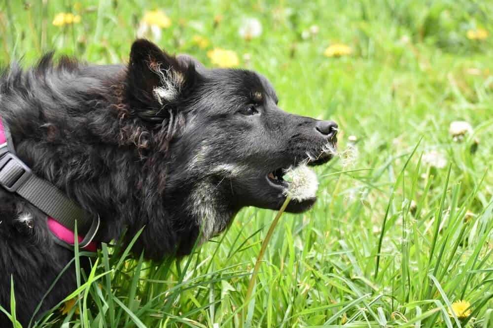 Hunde vegetarisch ernähren