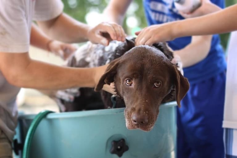 Hund waschen Tipps zur Hundereinigung und Hundepflege