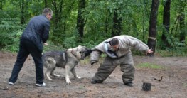 kampfhund hundeschule hundetraining