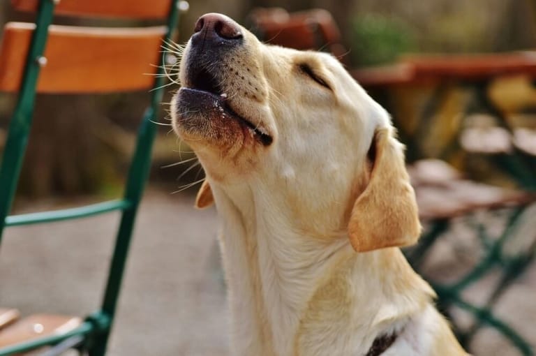Hunde jaulen. Was tun, wenn der Hund jault? Nachts & alleine