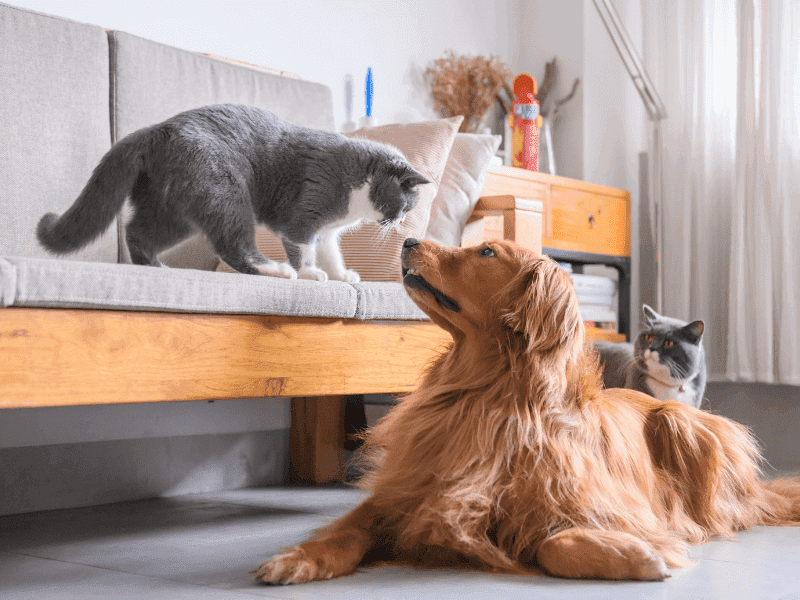 Hund an Katze gewöhnen