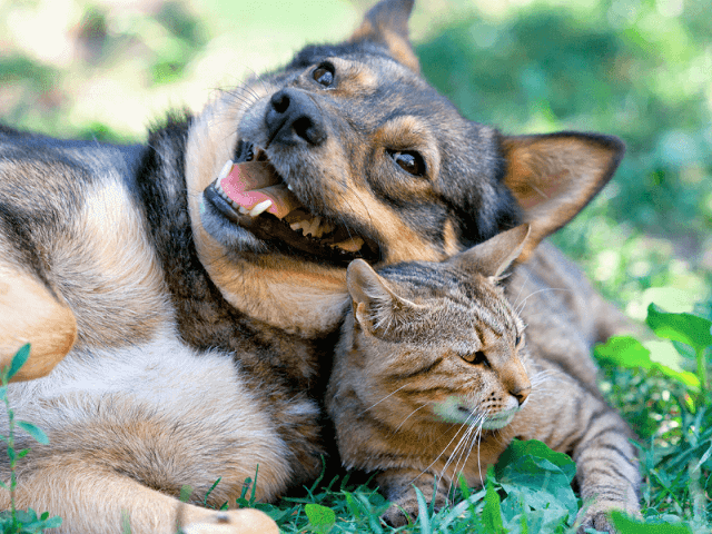 Hund an Katze gewöhnen Hund an Katze-gewöhnen