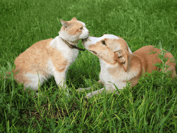 Hund an Katze gewöhnen Tipps Hund an Katze gewöhnen Tipps