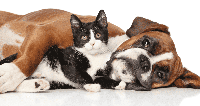 Hund an Katze gewöhnen - Tipps Hund an Katze gewöhnen - Tipps