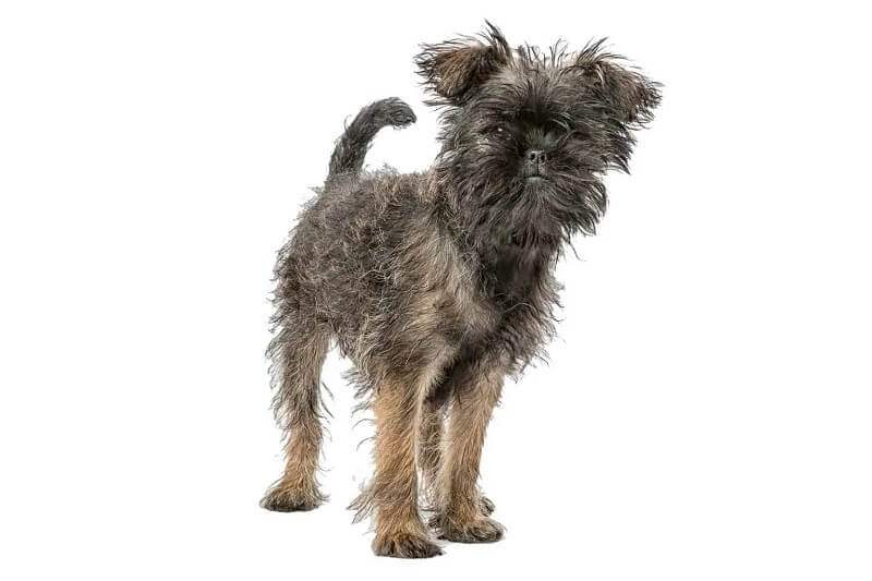 Affenpinscher Hunderasse