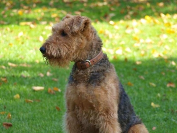 Airedale Terrier