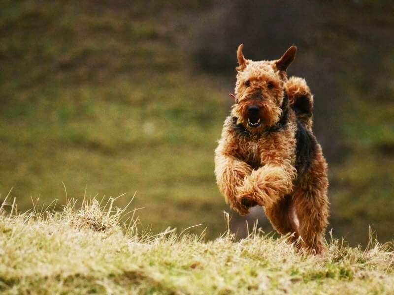 Airedale Terrier charakter