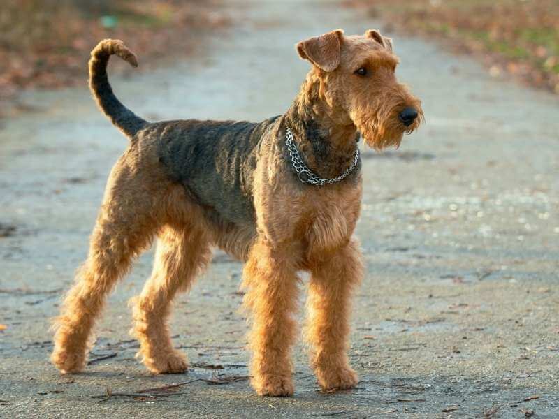 Airedale Terrier