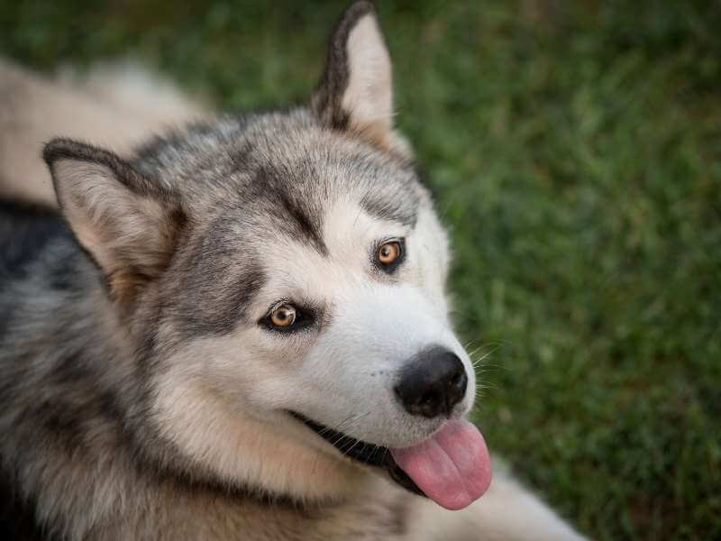 Alaskan Malamute