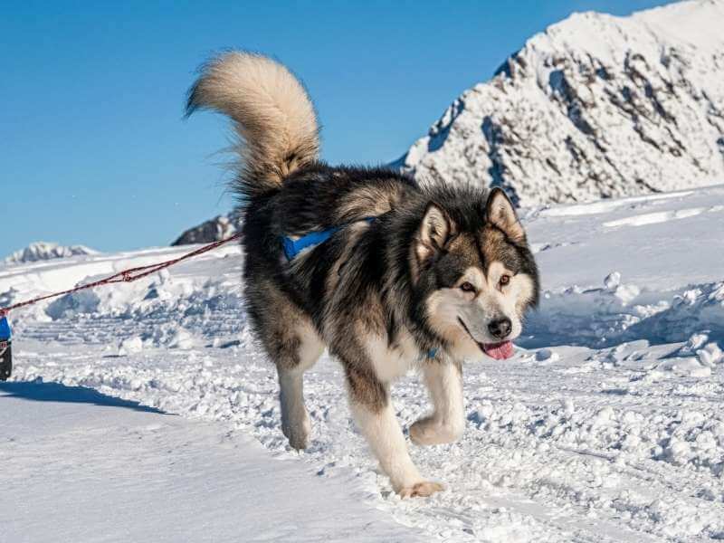 Alaskan Malamute größe Alaskan Malamute