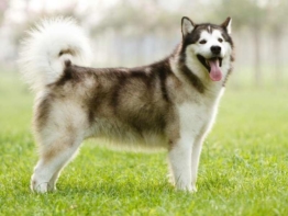 Alaskan Malamute