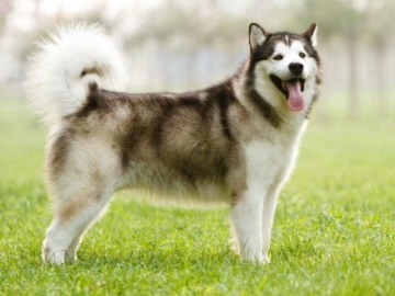Alaskan Malamute