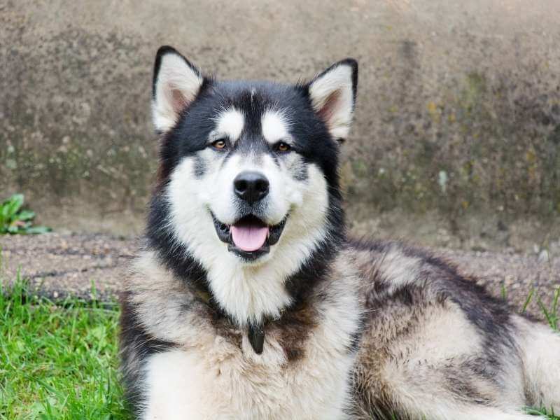 Alaskan Malamute 36 Alaskan Malamute