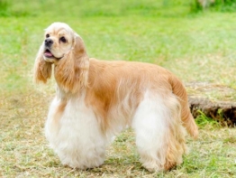 Amerikanischer Cocker Spaniel