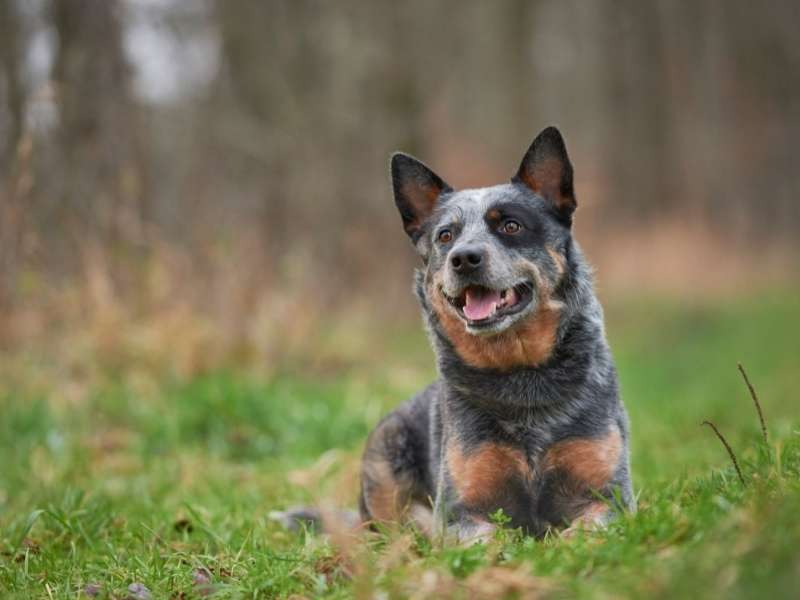 Australian Cattle Dog charakter Australian Cattle Dog charakter