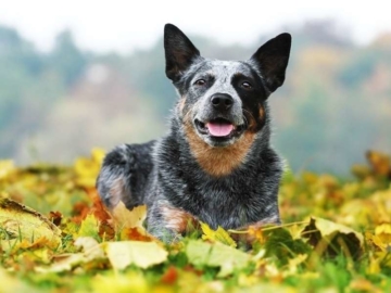Australian Cattle Dog welpen