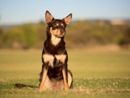 Australian Kelpie