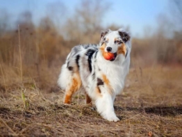 Australian Shepherd charakter