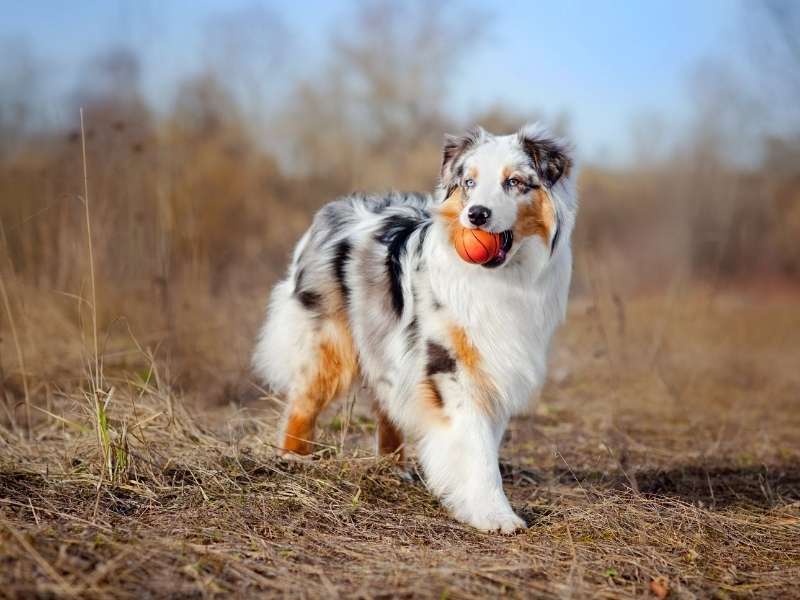 Australian Shepherd charakter
