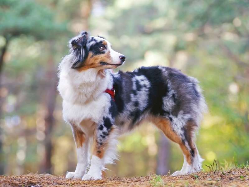 Australian Shepherd kaufen