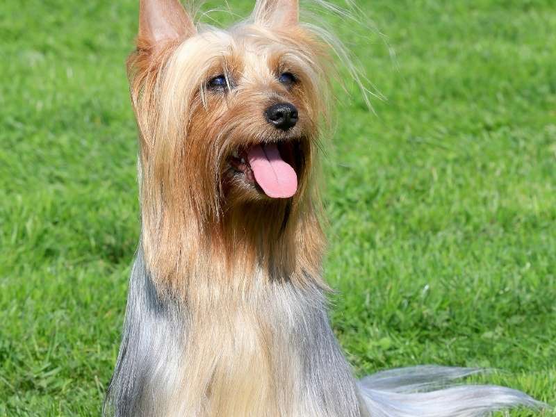 Australian Silky Terrier charakter Australian Silky Terrier charakter