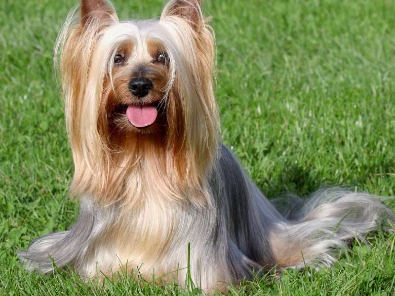Australian Silky Terrier charakter Australian Silky Terrier erziehung