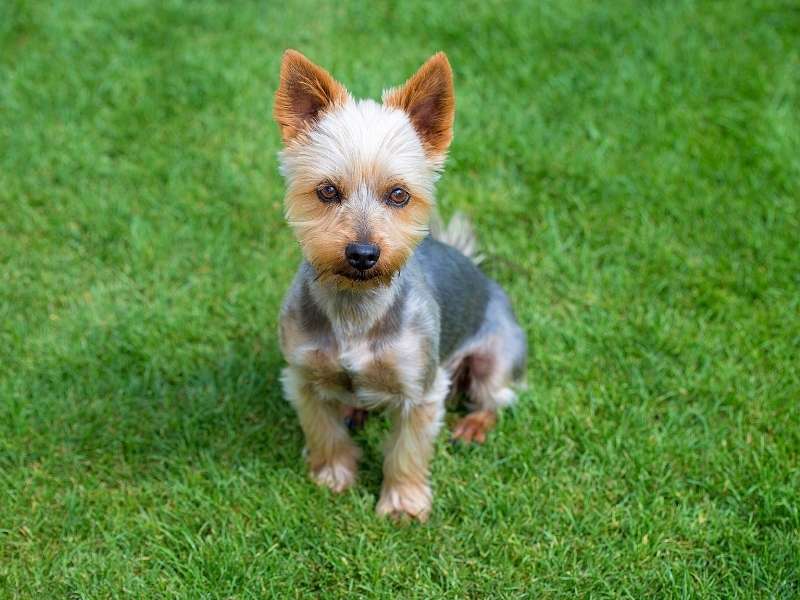 Australian Silky Terrier größe Australian Silky Terrier größe