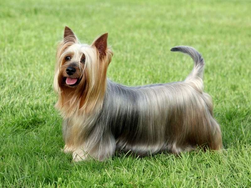 Australian Silky Terrier kaufen Australian Silky Terrier kaufen