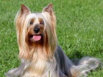 Australian Silky Terrier welpen