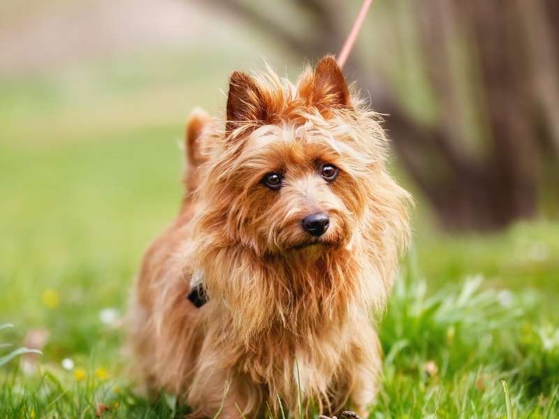 Australian Terrier charakter Australian Terrier charakter