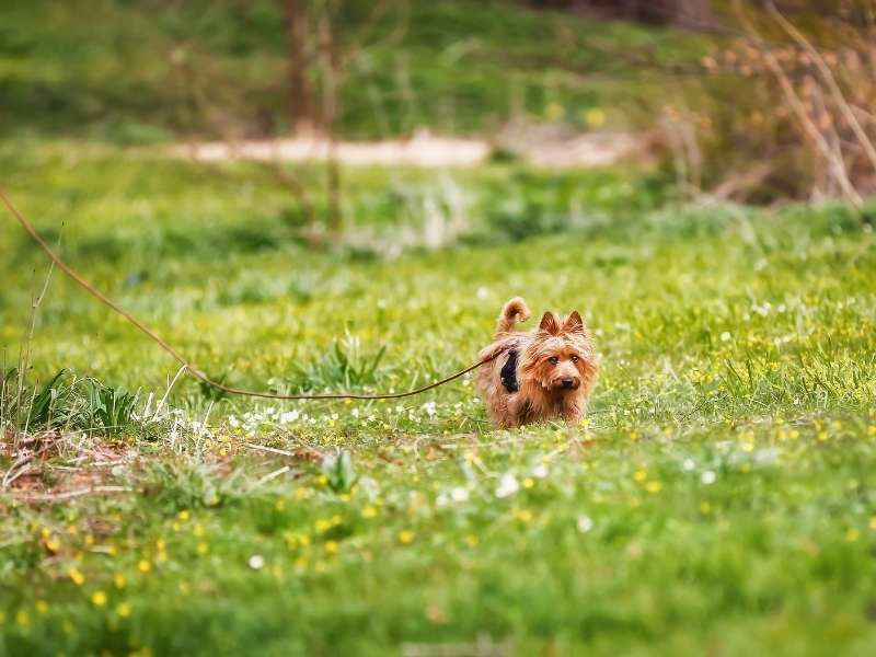 Australian Terrier erziehung Australian Terrier erziehung