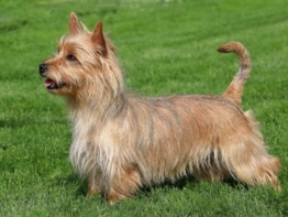 Australian Terrier größe