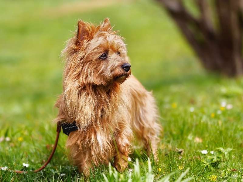 Australian Terrier kaufen Australian Terrier kaufen