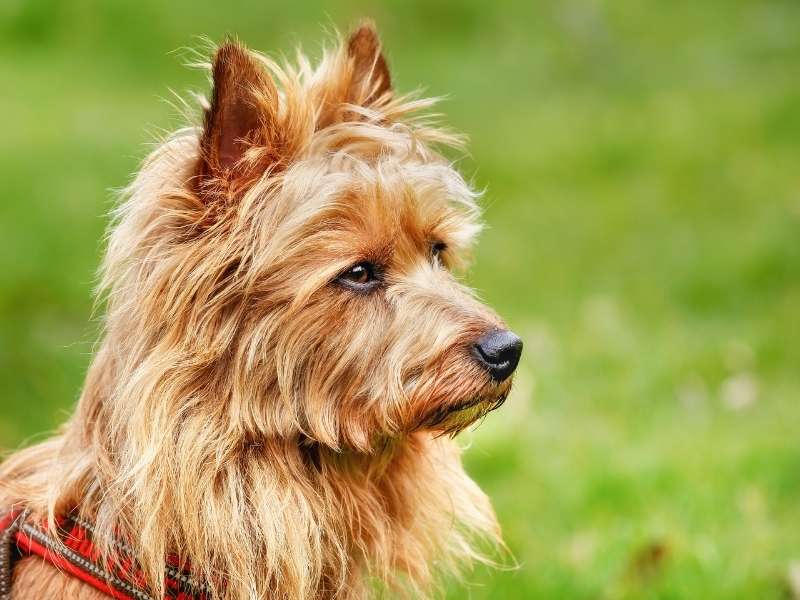 Australian Terrier welpen Australian Terrier welpen