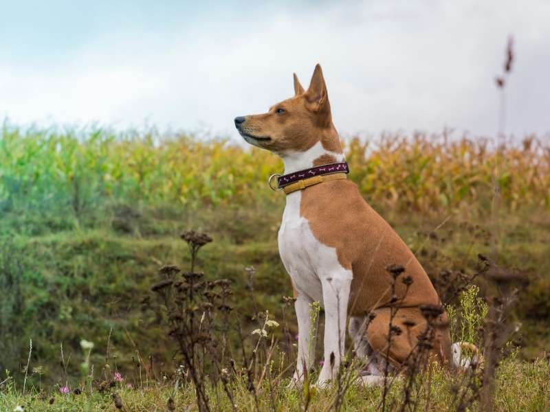 Basenji charakter Basenji charakter