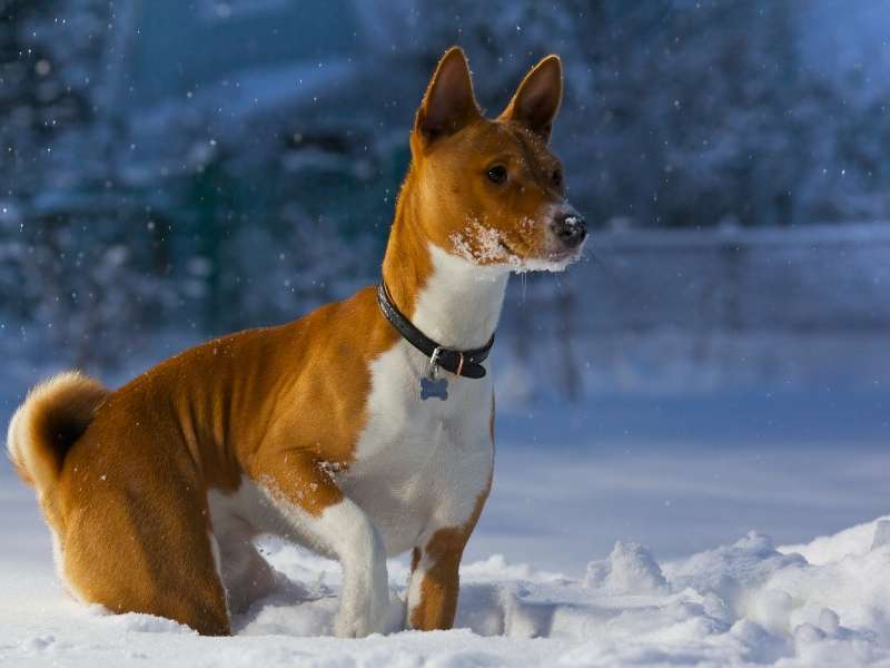 Basenji erziehung Basenji erziehung
