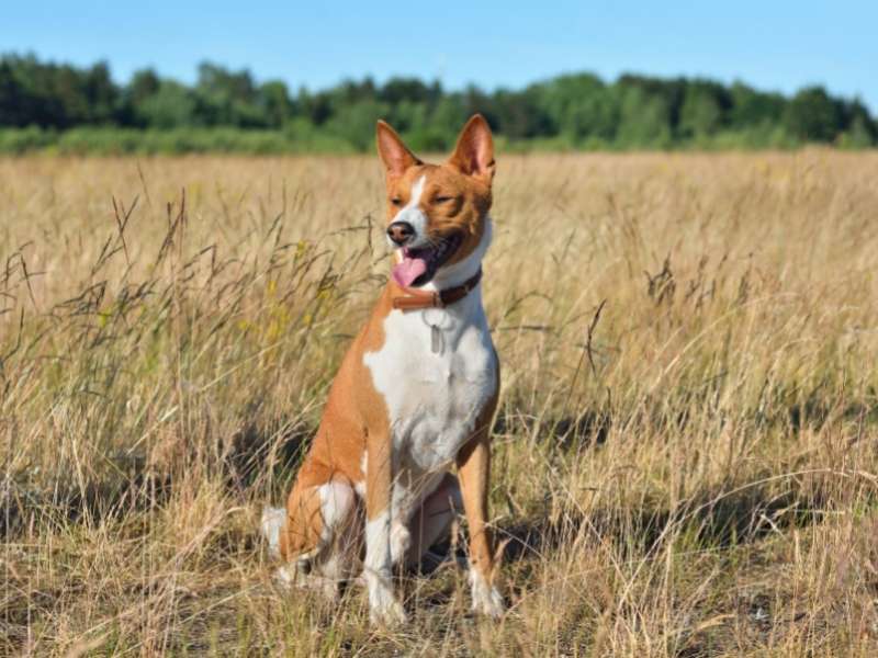 Basenji größe Basenji größe