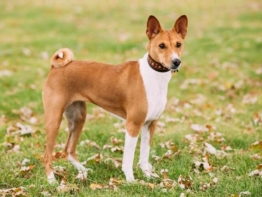 Basenji kaufen