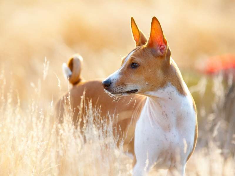 Basenji welpen Basenji welpen